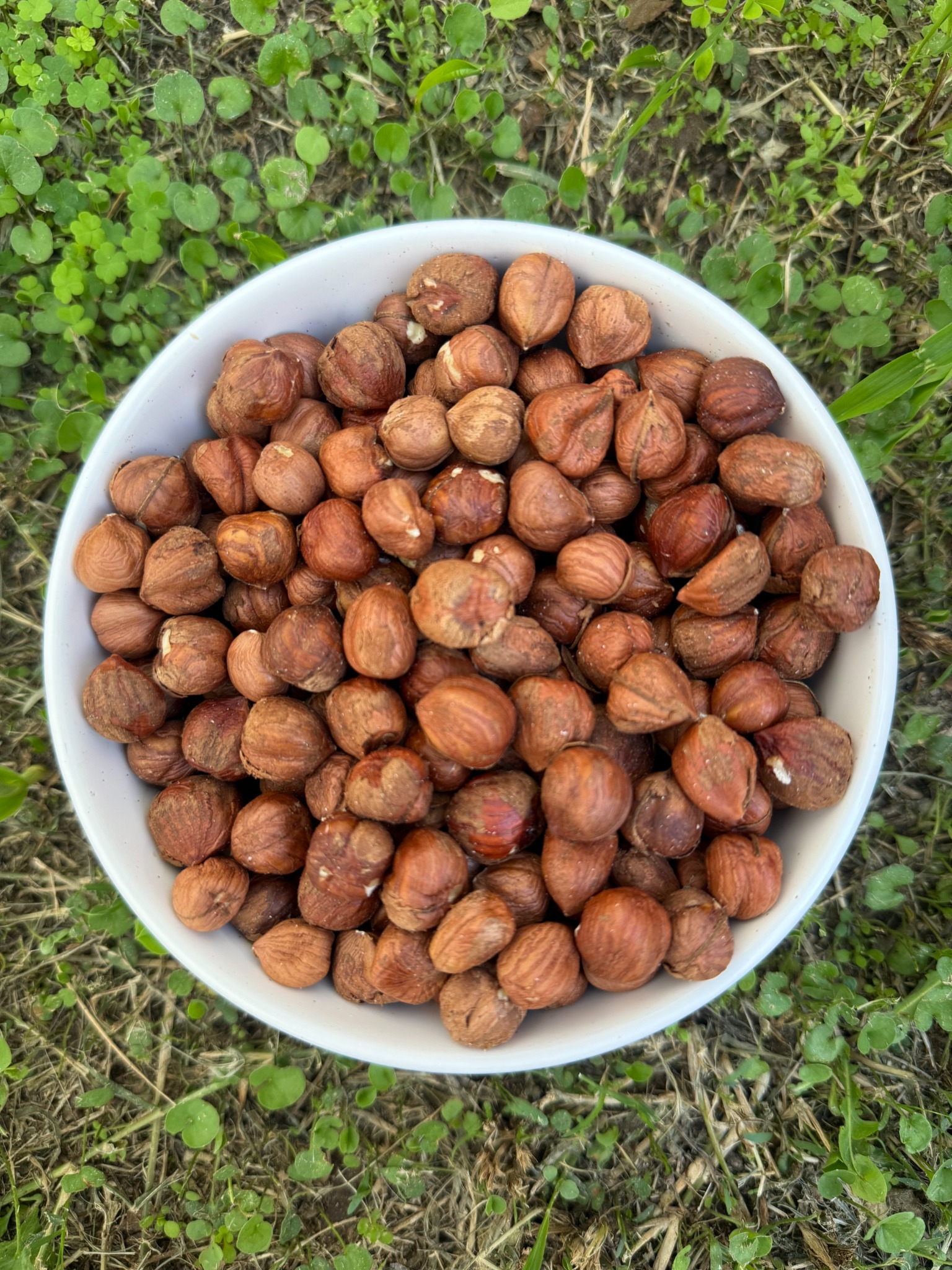 Avellanas en un bowl